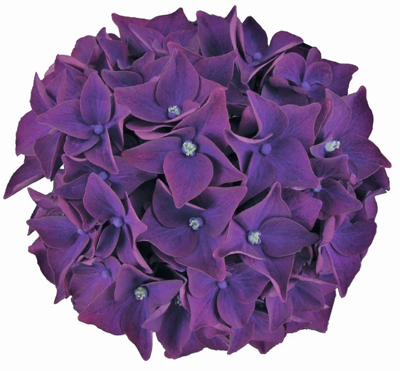 Hydrangea macrophylla 'Music Collection Deep Purple Dance' - image 2