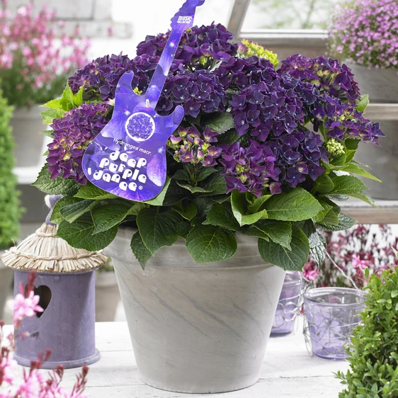 Hydrangea macrophylla 'Music Collection Deep Purple Dance' - image 1