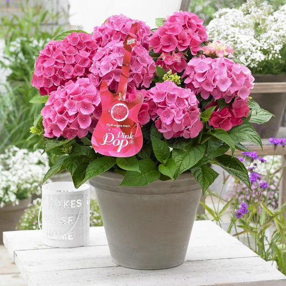 Hydrangea macrophylla 'Music Collection Pink Pop' 5L - image 1