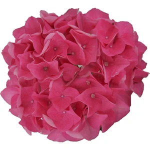 Hydrangea macrophylla 'Music Collection Pink Pop' 5L - image 2