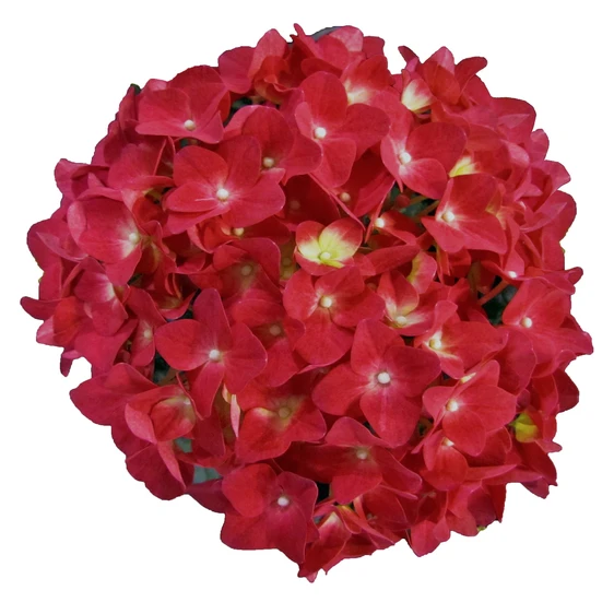 Hydrangea macrophylla 'Music Collection Red Reggae' 5L - image 2