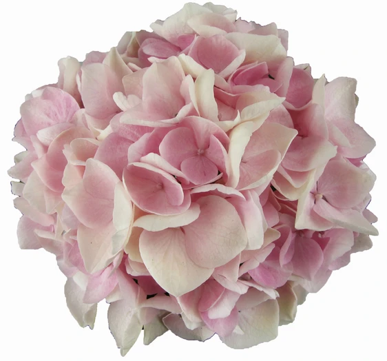 Hydrangea macrophylla 'Music Collection Soft Pink Salsa' - image 2