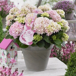 Hydrangea macrophylla 'Music Collection Soft Pink Salsa' - image 1