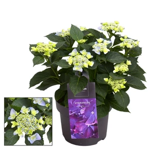 Hydrangea macrophylla 'Nizza Blue'