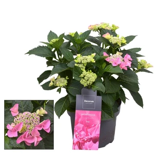 Hydrangea macrophylla 'Nizza Pink'