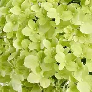 Hydrangea paniculata 'Pandora' - image 2