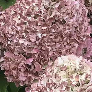 Hydrangea paniculata 'Pandora' - image 3