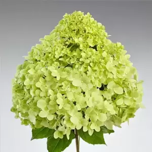 Hydrangea paniculata 'Pandora' - image 1