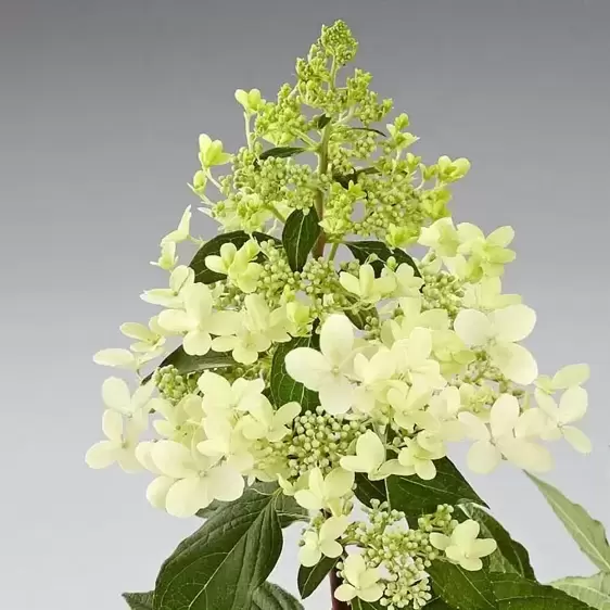 Hydrangea paniculata 'Pandria' - image 1