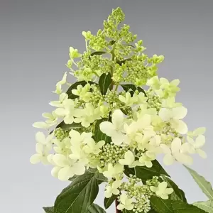 Hydrangea paniculata 'Pandria' - image 4