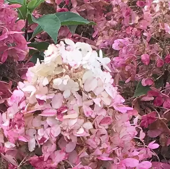 Hydrangea paniculata 'Pandria' - image 4