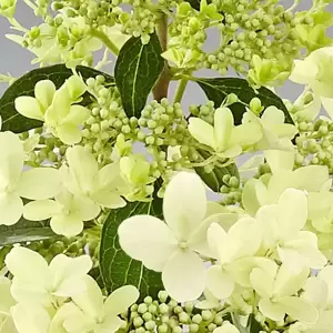 Hydrangea paniculata 'Pandria' - image 3