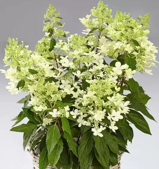 Hydrangea paniculata 'Pandria' - image 2