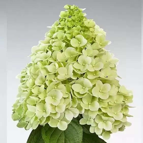 Hydrangea paniculata 'Paneka'® - image 2