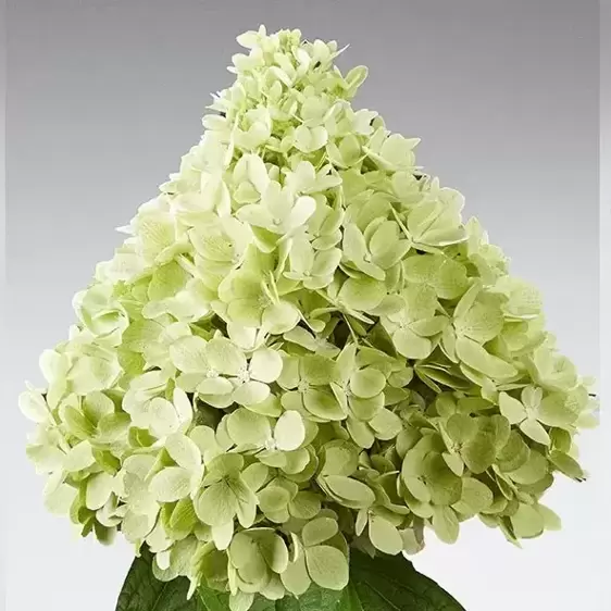 Hydrangea paniculata 'Panorama'® - image 2