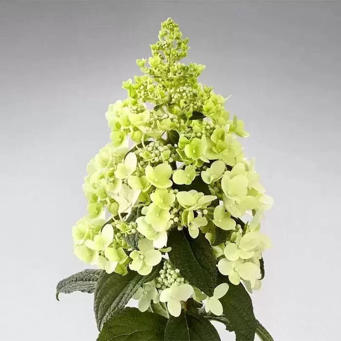 Image of Panzola hydrangea paniculata image 4