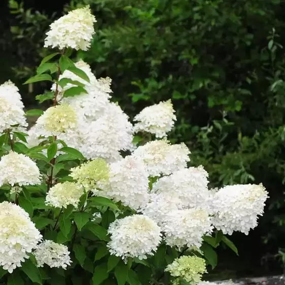 Hydrangea paniculata 'Phantom' 3L - image 1