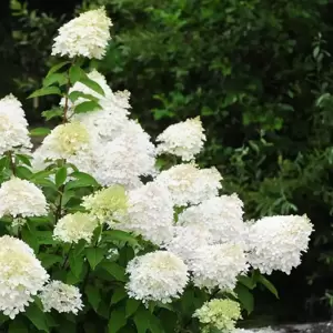 Hydrangea paniculata 'Phantom' 3L - image 1