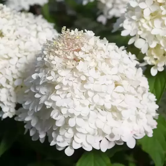 Hydrangea paniculata 'Phantom' 3L - image 2