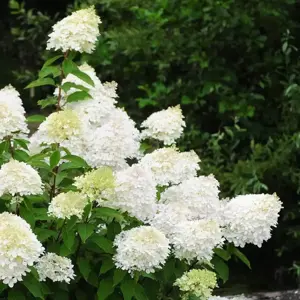 Hydrangea paniculata 'Phantom' 11L - image 1