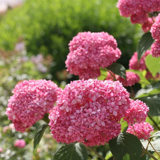 Hydrangea arborescens 'Pink Annabelle' 3L - image 1