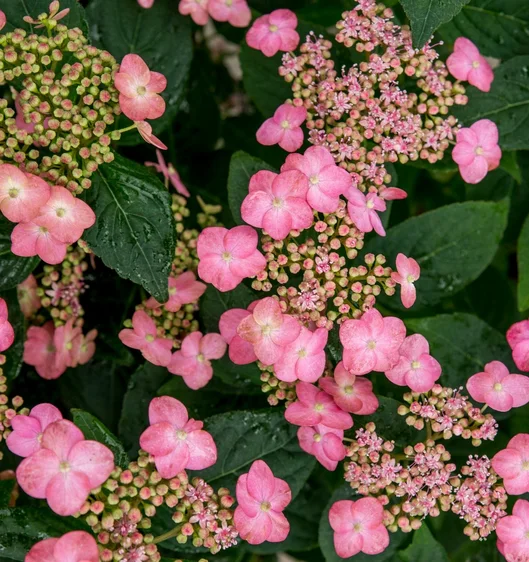 Hydrangea serrata 'Pink Petticoat' - image 1