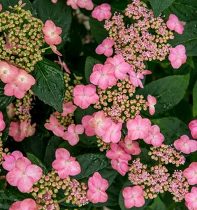 Hydrangea serrata 'Pink Petticoat' - image 5