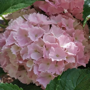 Hydrangea macrophylla 'Pink Sensation'