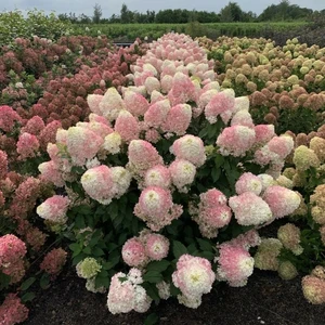 Hydrangea paniculata 'Pinkachu' 3L