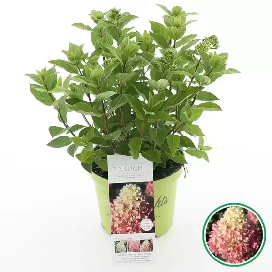 Hydrangea paniculata 'Pinklight' 6L