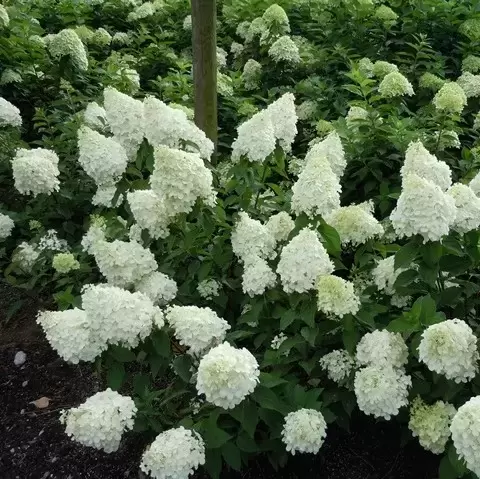 Hydrangea paniculata 'Polar Bear'