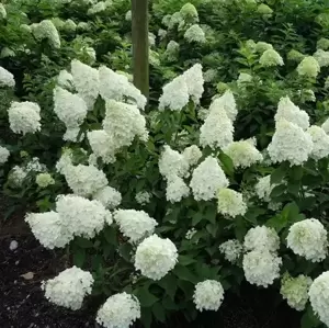 Hydrangea paniculata 'Polar Bear'