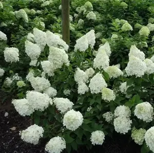 Hydrangea paniculata 'Polar Bear' 40L