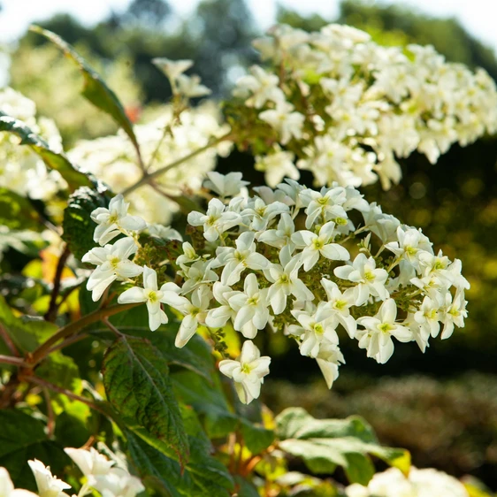 Hydrangea quercifolia - image 2