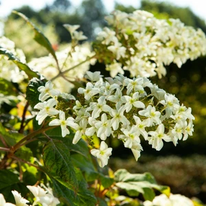 Hydrangea quercifolia - image 2