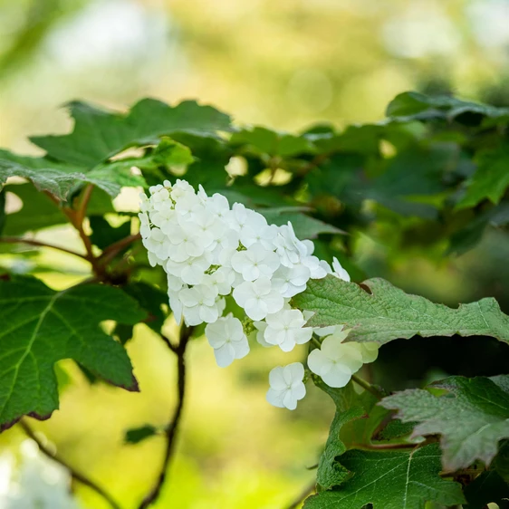 Hydrangea quercifolia - image 1