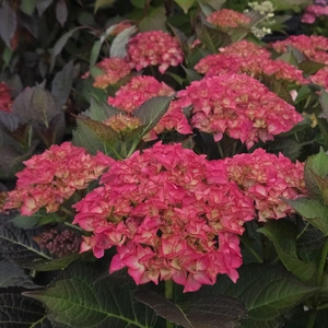 Hydrangea macrophylla 'Black Diamonds Red Angel'