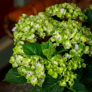 Hydrangea 'Rembrandt Vibrant Verde' - image 2
