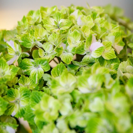 Hydrangea 'Rembrandt Vibrant Verde' - image 2