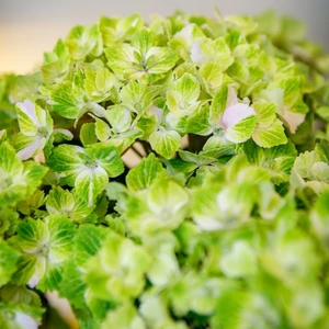 Hydrangea 'Rembrandt Vibrant Verde' - image 2
