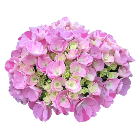 Hydrangea macrophylla 'Rendez-vous Confetti Dream' - image 1