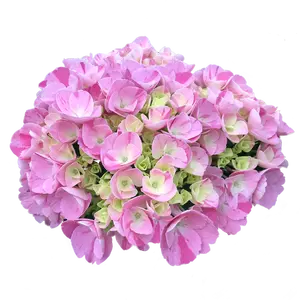 Hydrangea macrophylla 'Rendez-vous Confetti Dream' - image 1