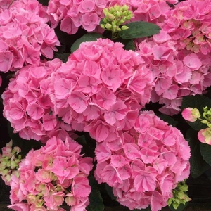 Hydrangea macrophylla 'Rendez-vous Confetti Dream' - image 2