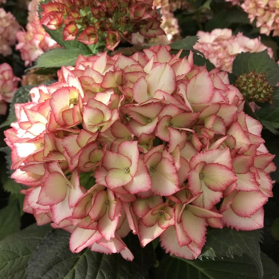 Hydrangea macrophylla 'Rendez-vous Samba Fire' 5L