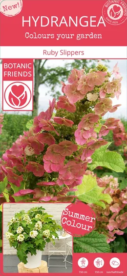 Hydrangea quercifolia 'Ruby Slippers' - image 6