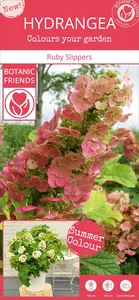 Hydrangea quercifolia 'Ruby Slippers' - image 6