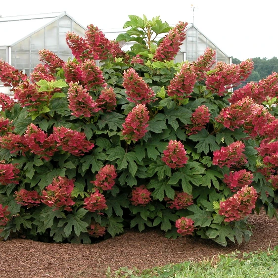 Hydrangea quercifolia 'Ruby Slippers' - image 3
