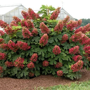 Hydrangea quercifolia 'Ruby Slippers' - image 3