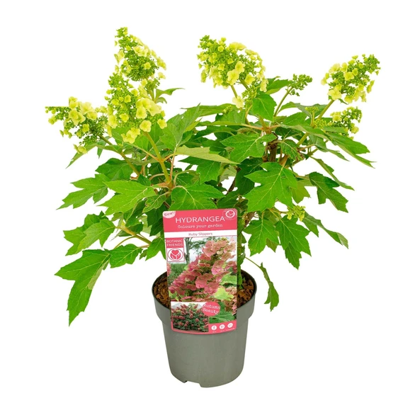 Hydrangea quercifolia 'Ruby Slippers' - image 4