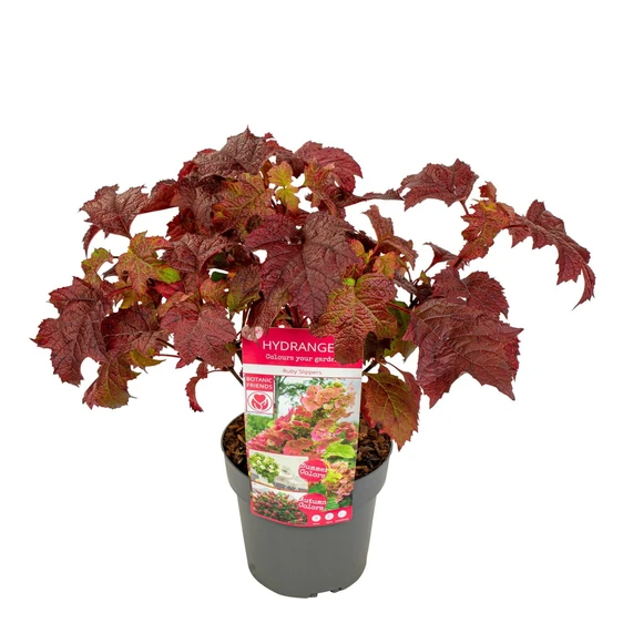 Hydrangea quercifolia 'Ruby Slippers' - image 5